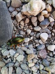 Carabus auratus