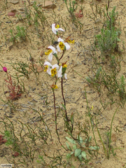 Disa flexuosa