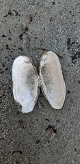 Unio elongatulus