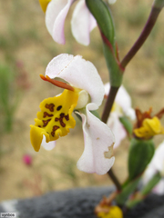 Disa flexuosa