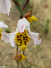 Disa flexuosa