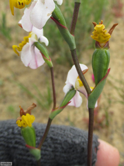 Disa flexuosa