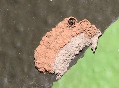 Paraleptomenes miniatus