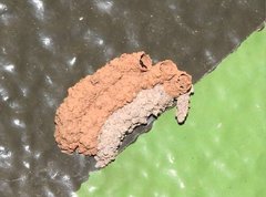 Paraleptomenes miniatus