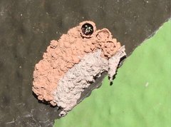 Paraleptomenes miniatus