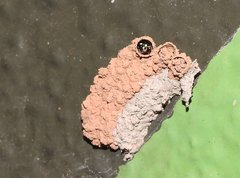 Paraleptomenes miniatus