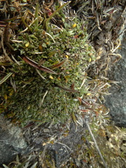 Actinotus novae-zelandiae
