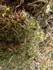 Actinotus novae-zelandiae