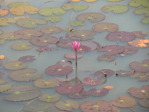Red water lily