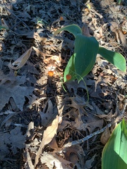 Convallaria