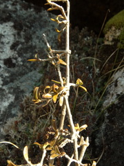 Coprosma cheesemanii