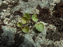 Viola filicaulis