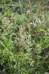 Aletris formosana