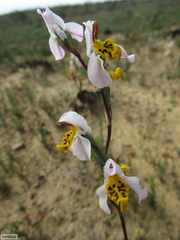 Disa flexuosa