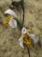 Disa flexuosa