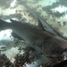 Channel Catfish - Photo (c) davidjakubiak, some rights reserved (CC BY-NC)