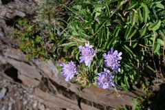 Scabiosa lacerifolia