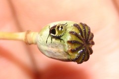 Palomena prasina
