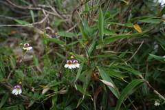 Euphrasia transmorrisonensis