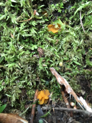 Phaeohelotium baileyanum