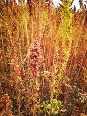 Chenopodium quinoa