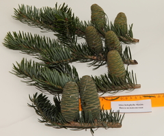 Abies nephrolepis