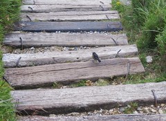 Tarsiger johnstoniae