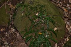 Asplenium dregeanum