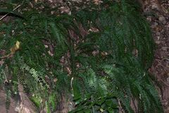 Asplenium dregeanum