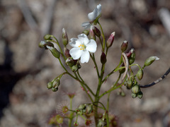 Drosera humilis