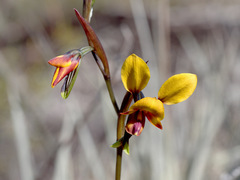 Diuris tinkeri