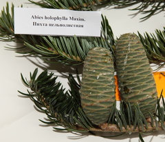 Abies nephrolepis
