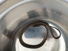 Senticolis triaspis intermedia