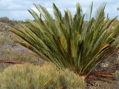 Macrozamia fraseri