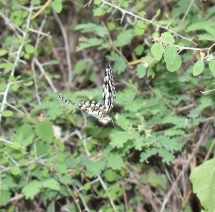 Lime Swallowtail
