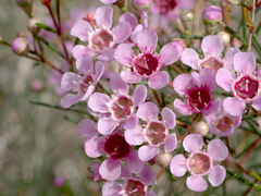 Chamelaucium uncinatum