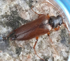 Cebrio