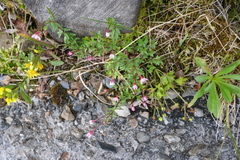 Epilobium hohuanense