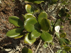 Macrolearia colensoi