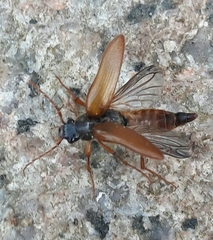 Cebrio