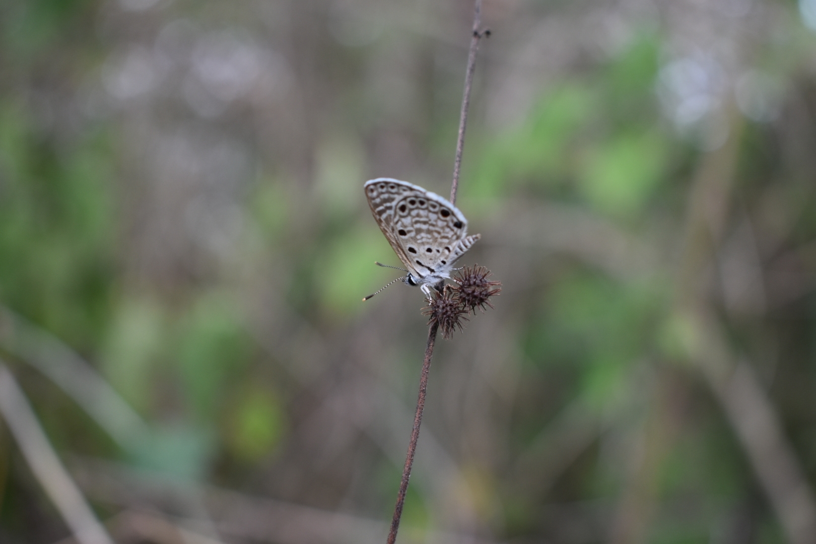 African Babul Blue