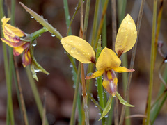 Diuris tinkeri