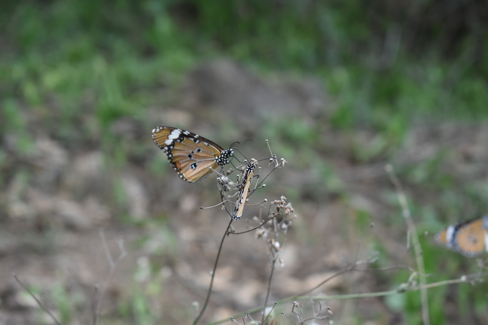 Plain Tiger