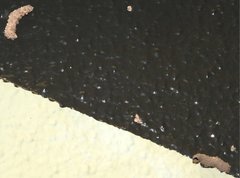 Paraleptomenes miniatus