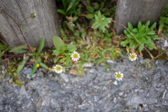 Erigeron morrisonensis