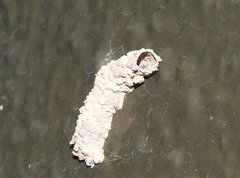 Paraleptomenes miniatus