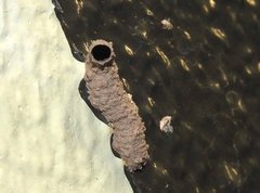 Paraleptomenes miniatus