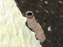 Paraleptomenes miniatus