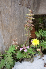 Pedicularis refracta transmorrisonensis