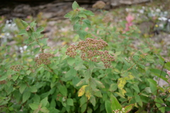 Spiraea hayatana